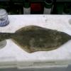 Nice Flounder,& Training Beer!! Where's the PBR's SWIPER???